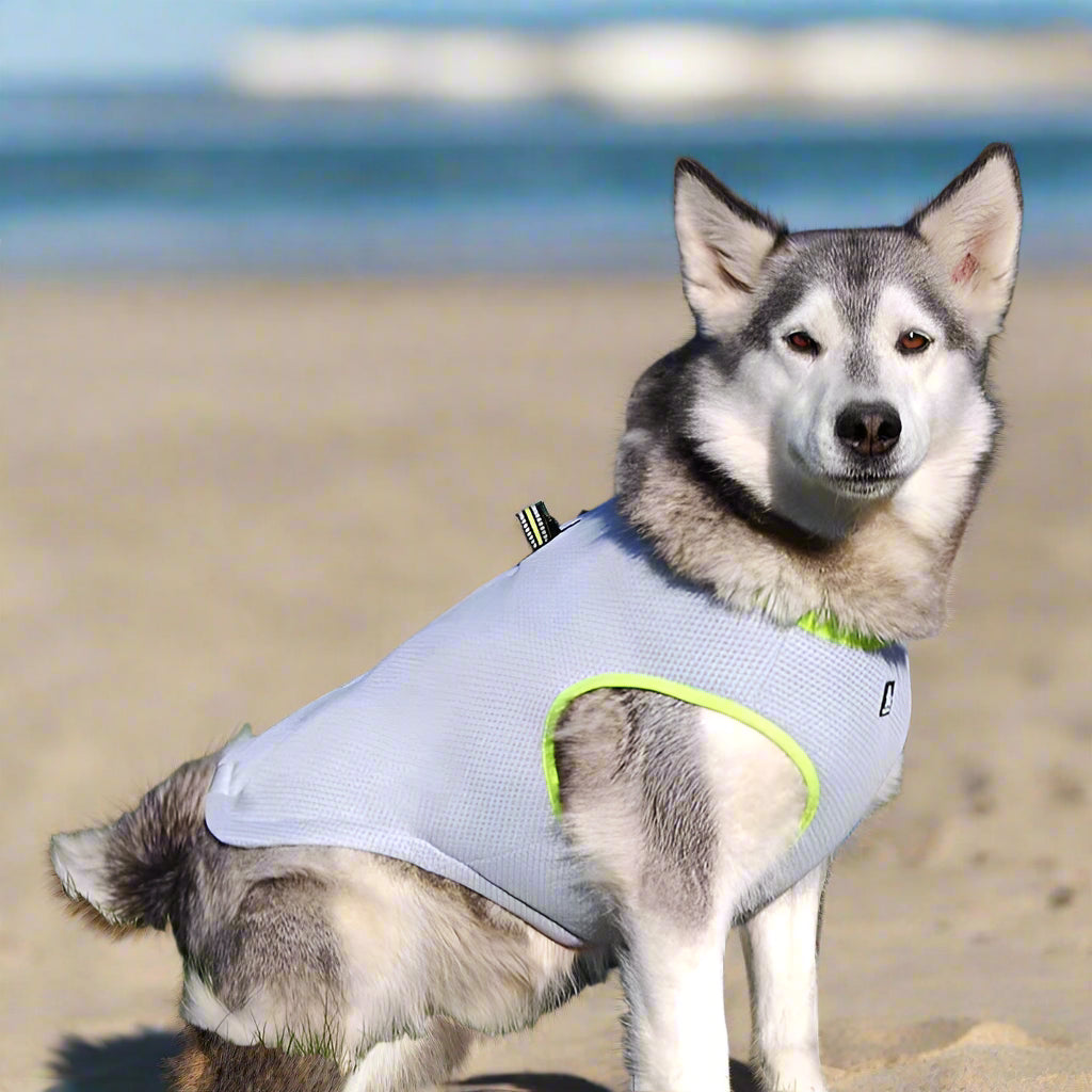 Summer Dog Cooling Vest – Keep Your Pup Cool, Calm, and Collected!