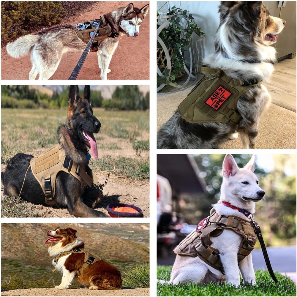 All In One Dog Starter Set