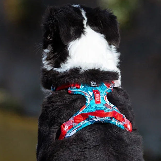 Pet Harness Camouflage With Reflective Nylon Special Edition