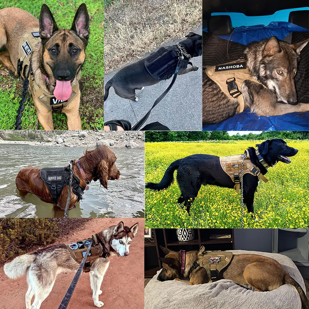 All In One Dog Starter Set
